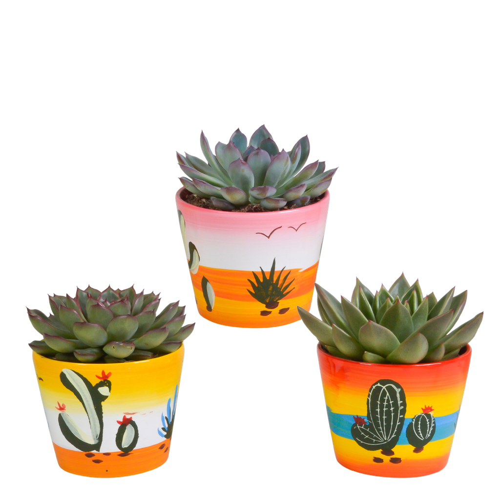 Echeveria-Mix 10,5 cm - 3x - in Mexicaanse pot