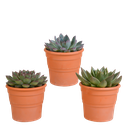 Echeveria-Mix 10,5 cm - 3x - in terracotta pot
