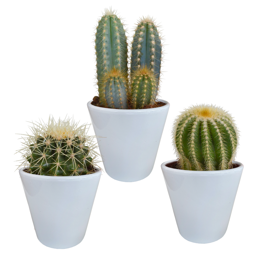  Kakteenmischung 8,5 cm - 3x - in witte pot