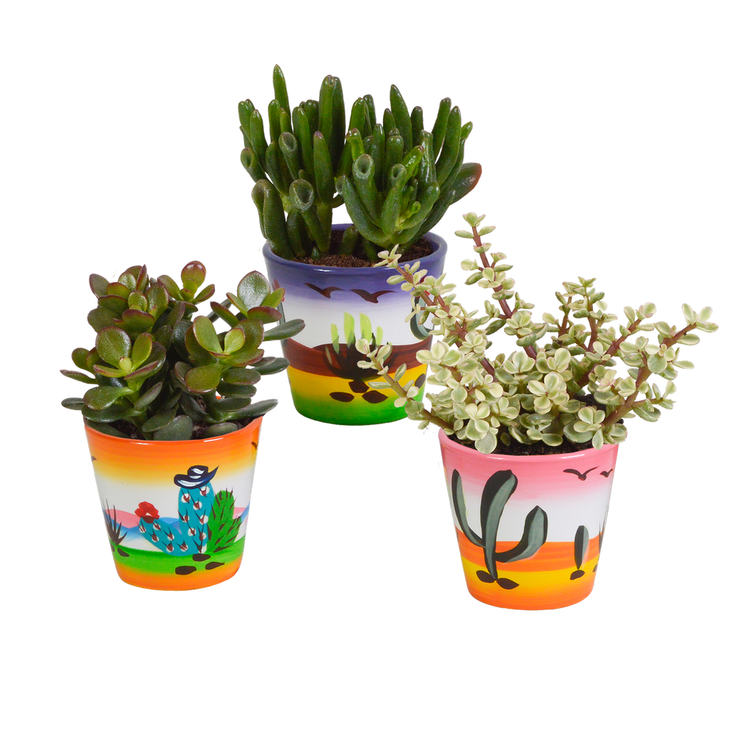 Crassula-Mix 8,5 cm - 3x - in Mexicaanse pot