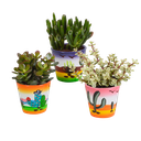 Crassula-Mix 8,5 cm - 3x - in Mexicaanse pot
