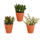 Crassula-Mix 8,5 cm - 3x - in terracotta pot