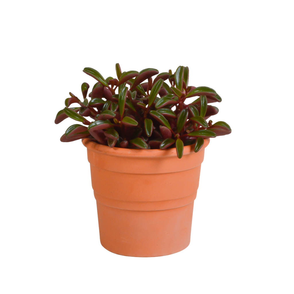 Rubin-Peperomie (Peperomia graveolens) – pflegeleichte Zimmerpflanze
