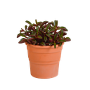 Rubin-Peperomie (Peperomia graveolens) – pflegeleichte Zimmerpflanze