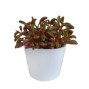 Rubin-Peperomie (Peperomia graveolens) – pflegeleichte Zimmerpflanze
