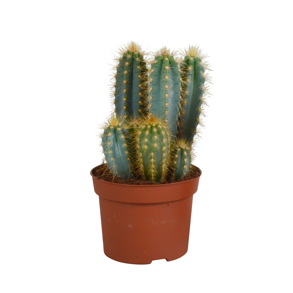 Pilosocereus azureus - - - 12cm