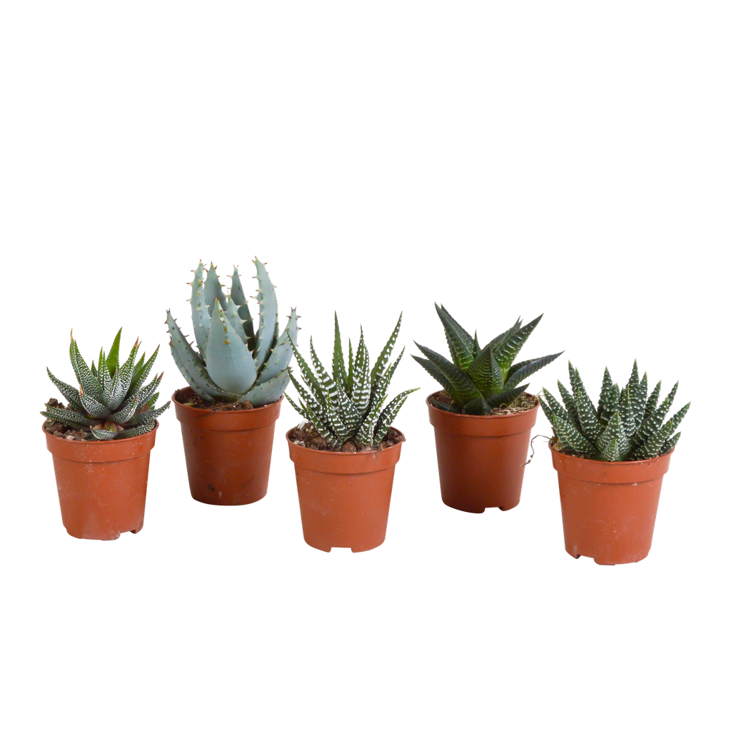 Gasteria/Haworthia-Mischung 5,5cm - ohne Topf - 5x