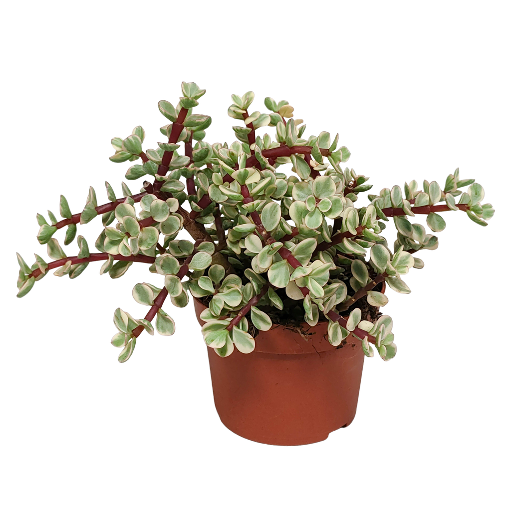 Portulacaria afra Variegata 10,5cm - ohne Topf