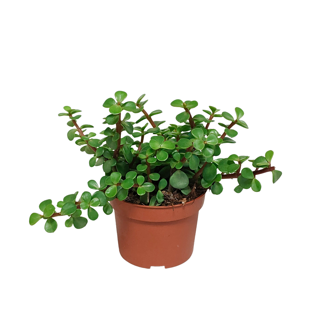 Portulaca afra - ohne Topf