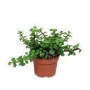 Speckbaum (Portulacaria afra) – pflegeleichte Zimmerpflanze