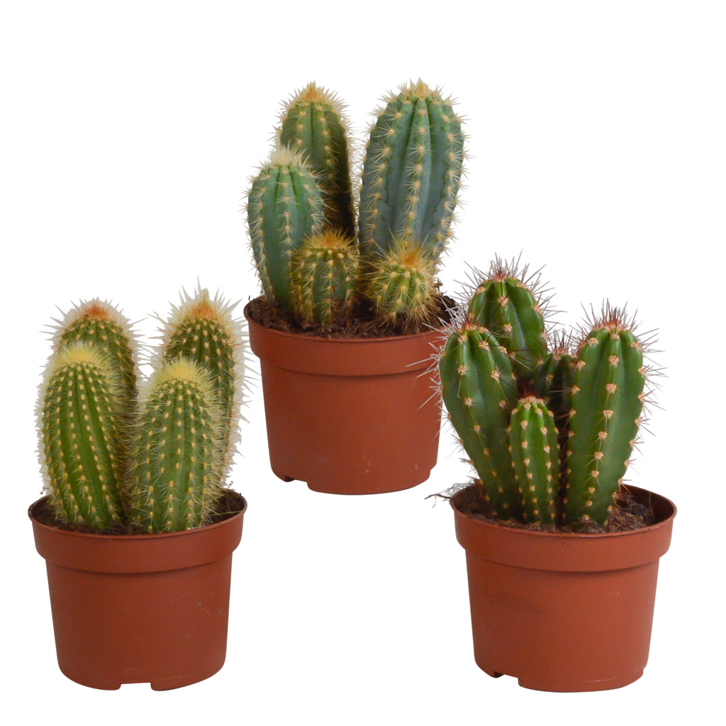 Cereus-Mischung 10,5 cm - 3x - ohne Topf