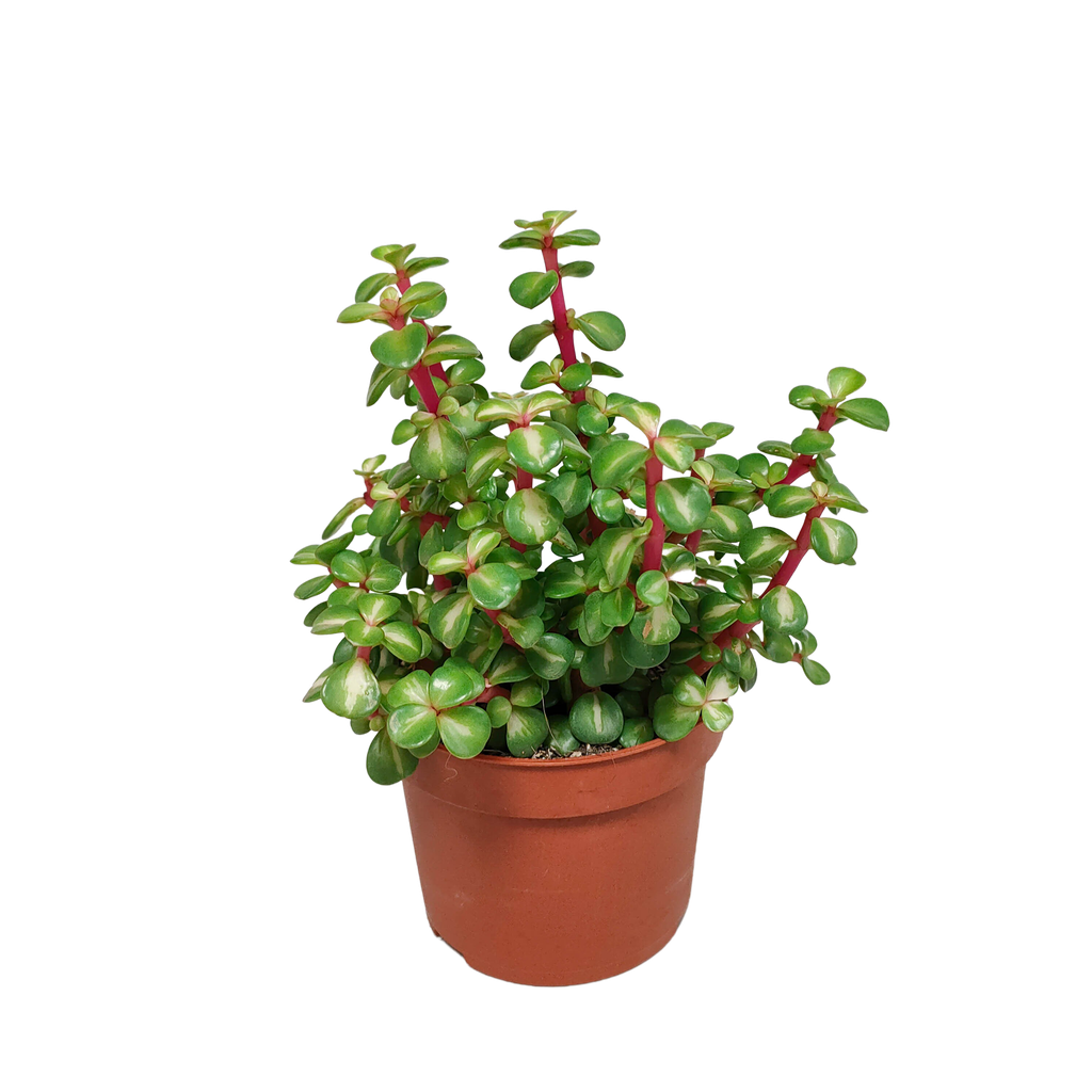 Portulacaria afra mediopicta 10,5cm - ohne Topf