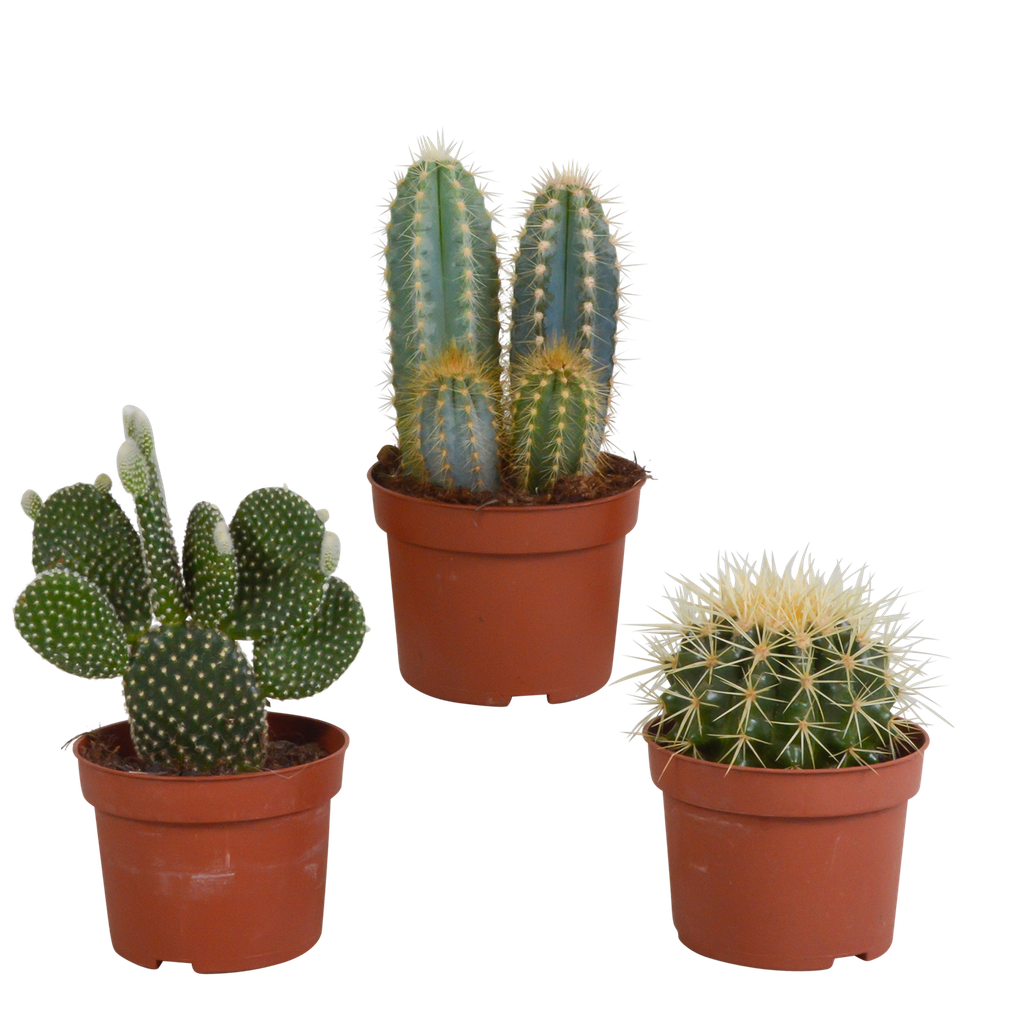 Kakteenmischung 10,5 cm - 3x - ohne Topf