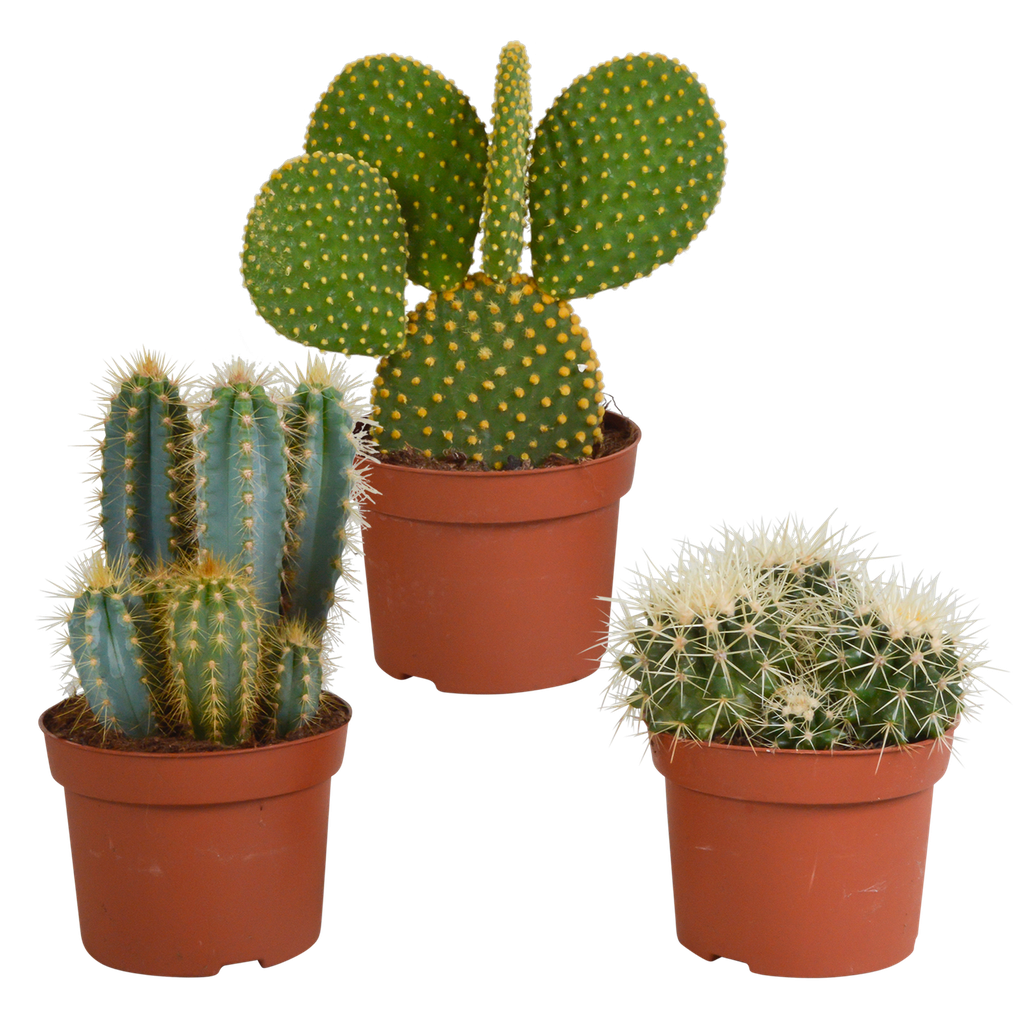 Kakteenmischung 10,5 cm - 3x - 12cm ohne Topf