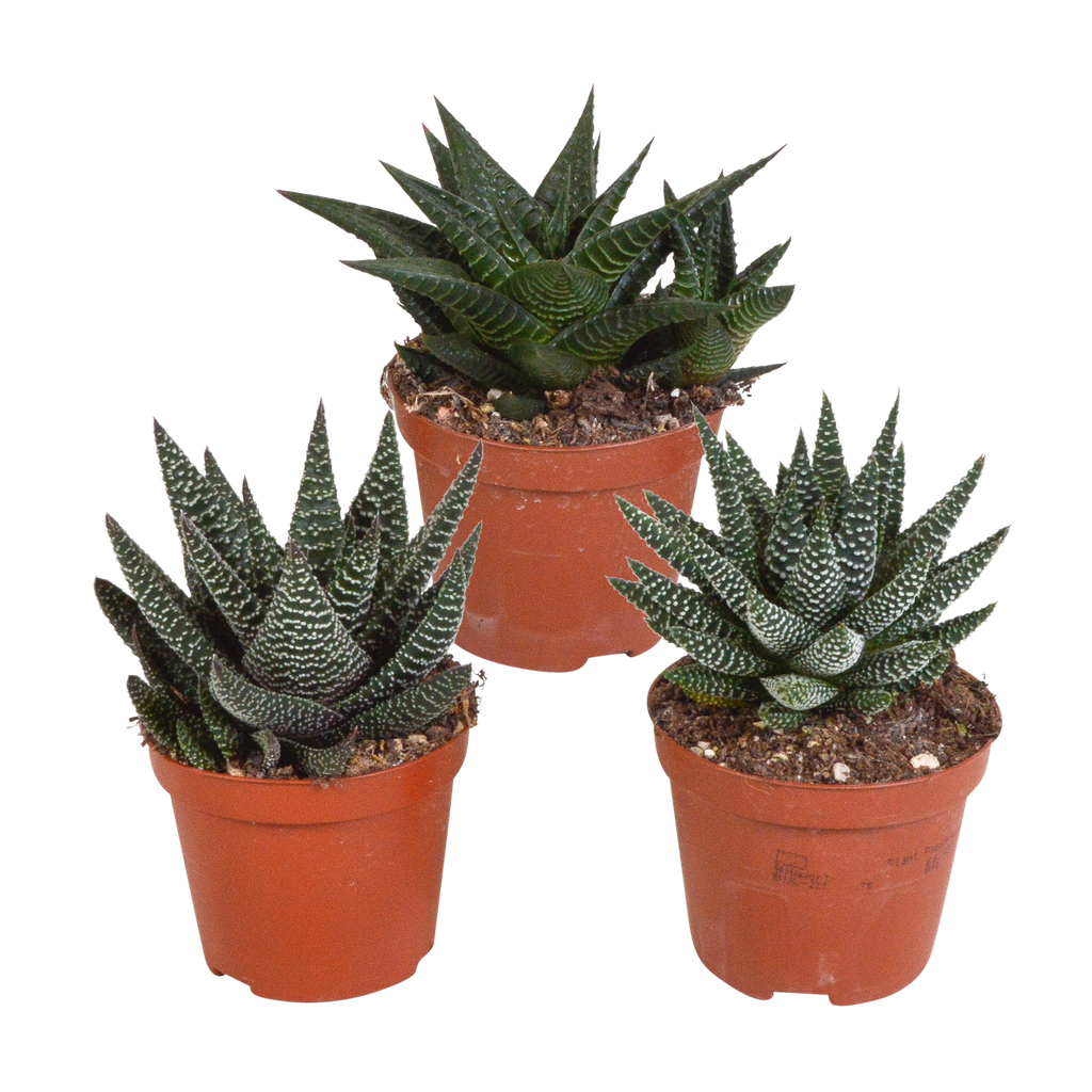 Gasteria/Haworthia-Mischung 8,5cm - 3x - ohne Topf