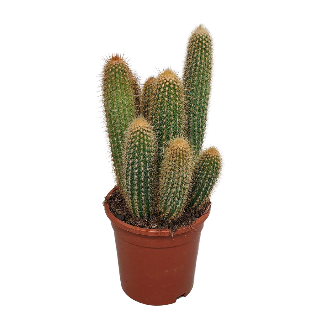 Vatricania Guentheri 17 cm - ohne Topf