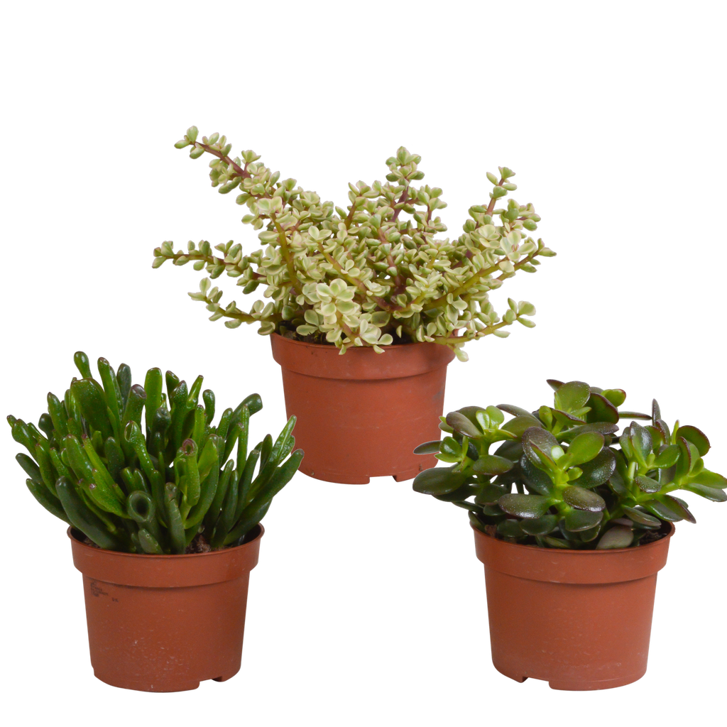 Crassula-Mischung 10,5 cm - 3x - ohne Topf