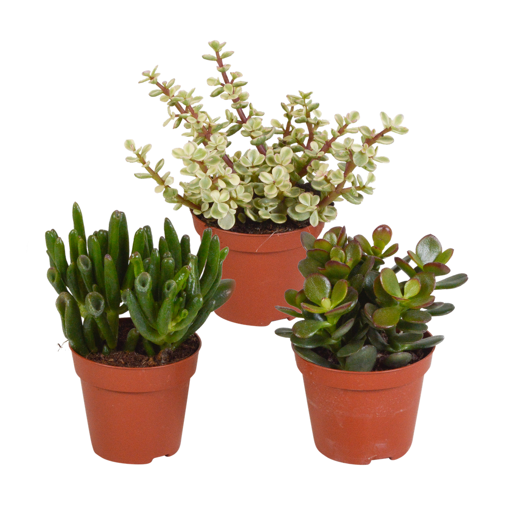 Crassula-Mischung 8,5 cm - ohne Topf - 3x