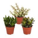 Crassula-Mischung 8,5 cm - ohne Topf - 3x