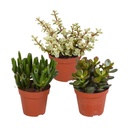 Dickblatt-Mix (Crassula) 3er-Set – pflegeleichte Zimmerpflanzen, Topf-Ø 8,5 cm, ohne Übertopf