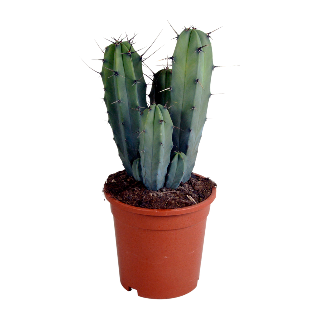 Myrtillocactus-Geometrisierung 17 cm - ohne Topf