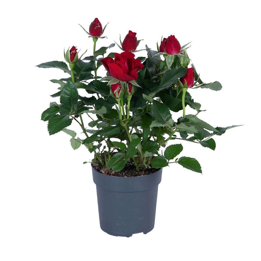 Roth-Rose (Rosa rothii) – winterharte Strauchrose, Topf-Ø 17 cm, Höhe ca. 45 cm