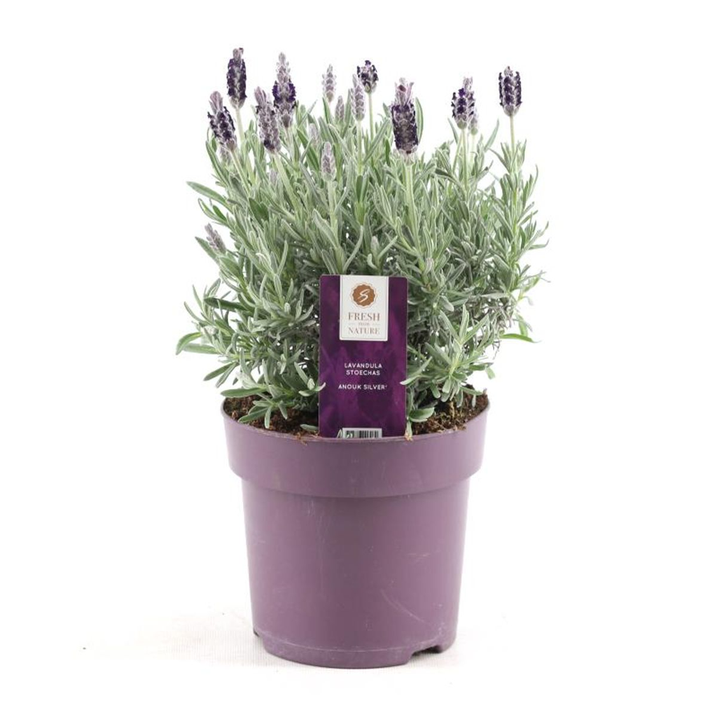 Lavendel stoechas Anouk silver Ø15 cm - ↕30 cm