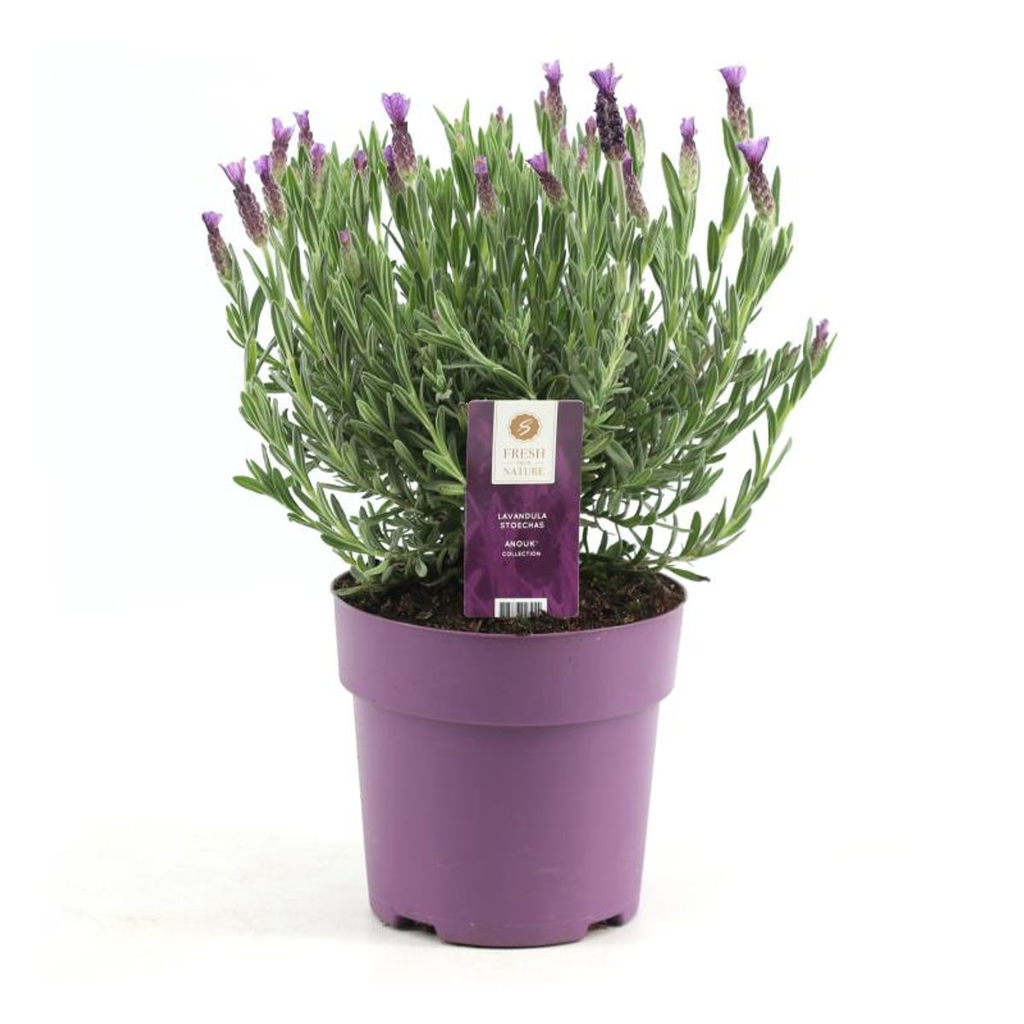 Lavendel stoechas Anouk rosa Ø15 cm - ↕30 cm