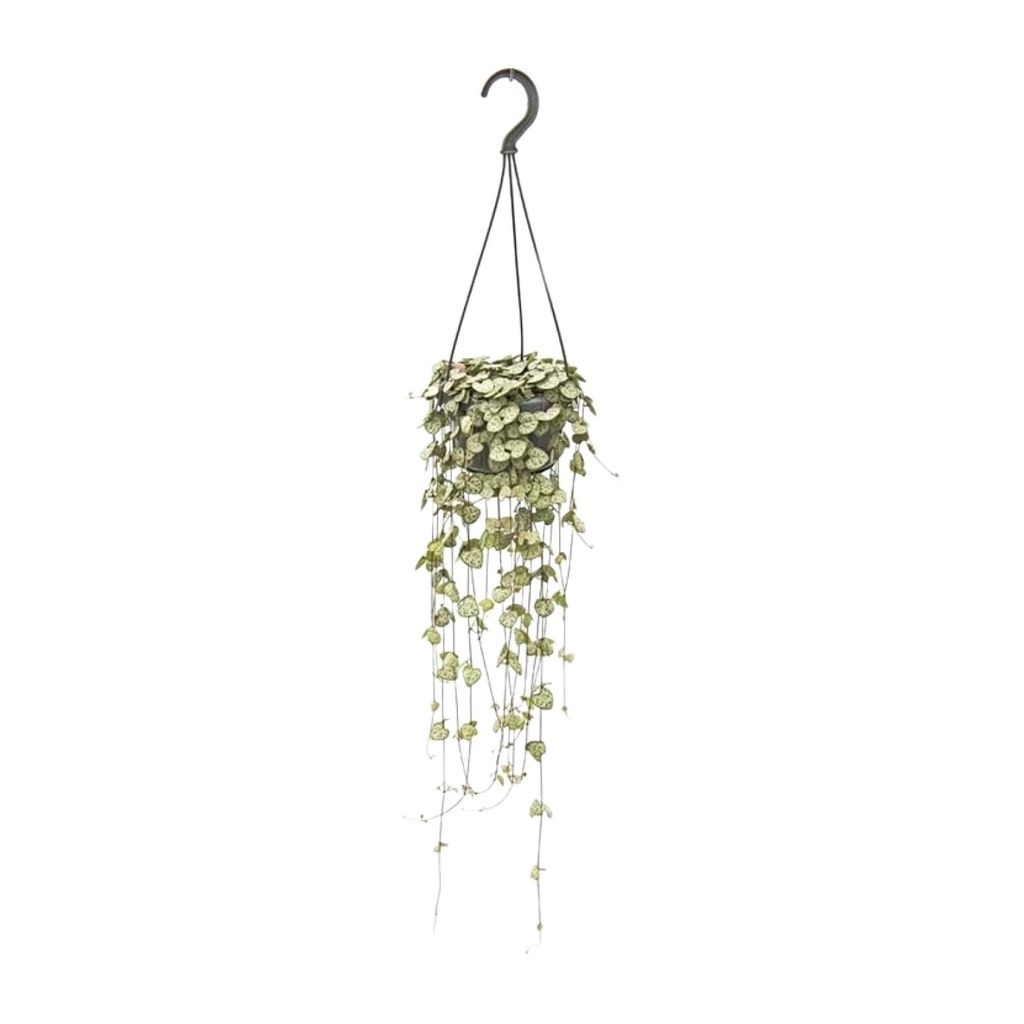 Leuchterblume (Ceropegia woodii) – pflegeleichte Zimmerpflanze, Topf-Ø 14 cm, Höhe ca. 50 cm
