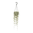 Leuchterblume (Ceropegia woodii) – pflegeleichte Zimmerpflanze, Topf-Ø 14 cm, Höhe ca. 50 cm