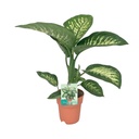 Dieffenbachie (Dieffenbachia seguine) – pflegeleichte Zimmerpflanze, Topf-Ø 19 cm, Höhe ca. 70 cm