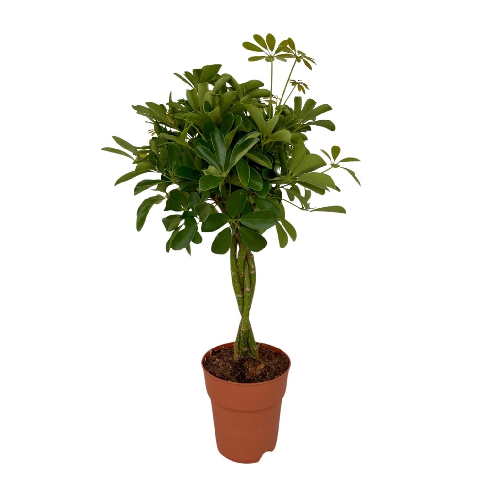 Kompakte Strahlenaralie (Schefflera compacta) – pflegeleichte Zimmerpflanze, Topf-Ø 19 cm, Höhe ca. 80 cm