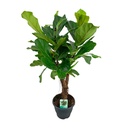 Geigenfeige (Ficus lyrata) – pflegeleichte Zimmerpflanze, Topf-Ø 26 cm, Höhe ca. 100 cm