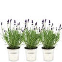 Echter Lavendel 'Old Look' (Lavandula angustifolia) – winterharter Duftstrauch, Höhe ca. 13 cm