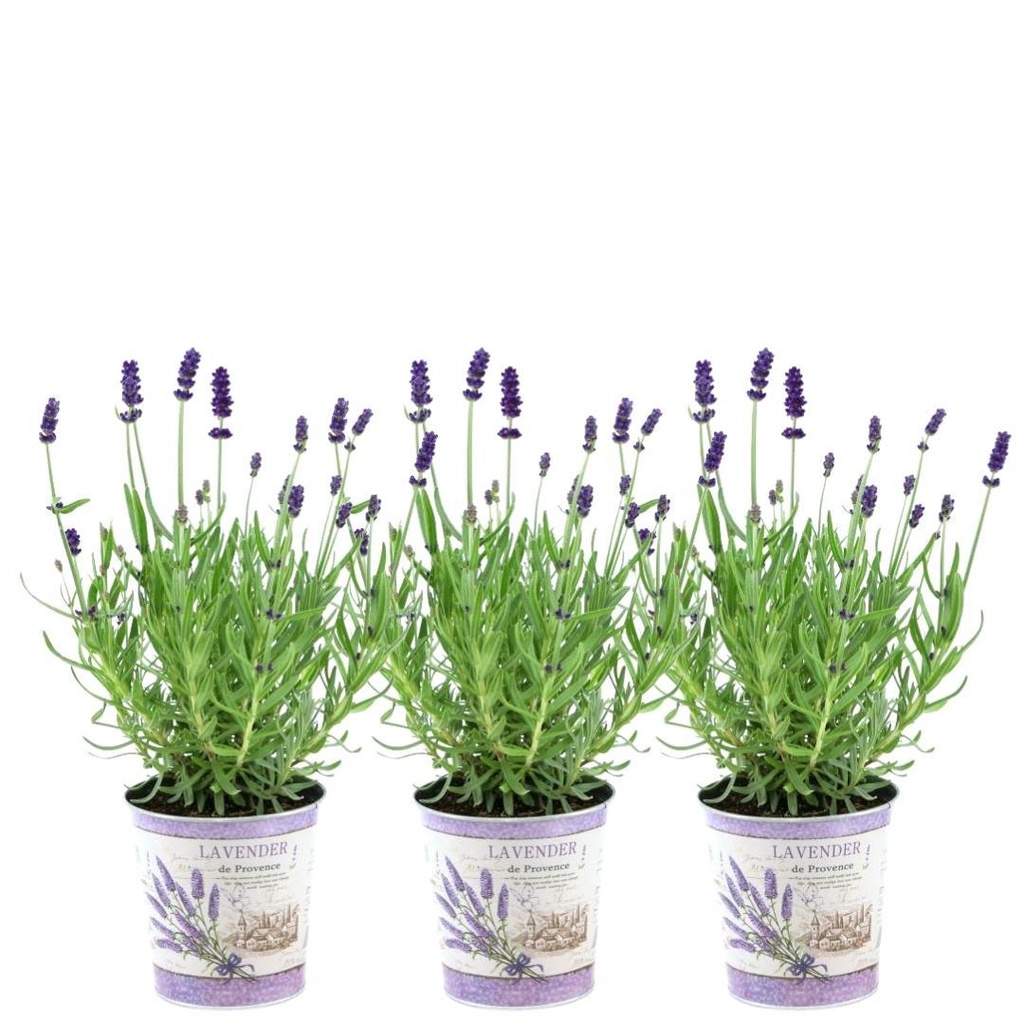 Echter Lavendel 'Lavenderprint' (Lavandula angustifolia) – winterharte Duftstaude, Höhe ca. 13 cm