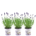 Echter Lavendel 'Lavenderprint' (Lavandula angustifolia) – winterharte Duftstaude, Höhe ca. 13 cm
