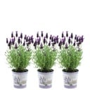 Schopflavendel 'Lavenderprint' (Lavandula stoechas) – winterharte Duftstaude, Höhe ca. 13 cm