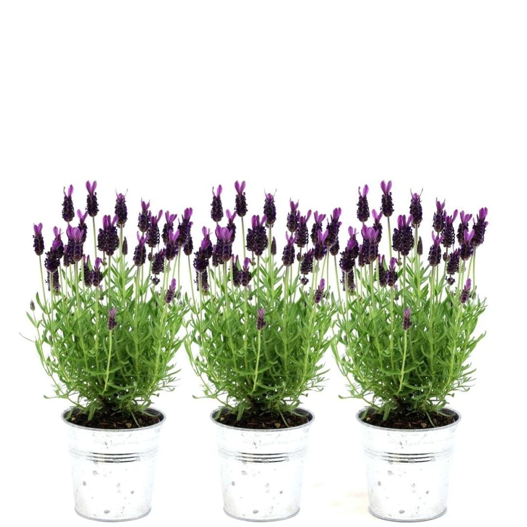 Plants by Frank - Lavandula stoechas Anouk® im Dekotopf 'Old Look' - 13 cm Topf - 3er-Set Französischer Lavendel im Dekotopf