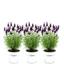Plants by Frank - Lavandula stoechas Anouk® im Dekotopf 'Old Look' - 13 cm Topf - 3er-Set Französischer Lavendel im Dekotopf