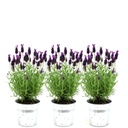 Schopflavendel 'Old Look' (Lavandula stoechas) – winterharte Duftstaude, Höhe ca. 13 cm