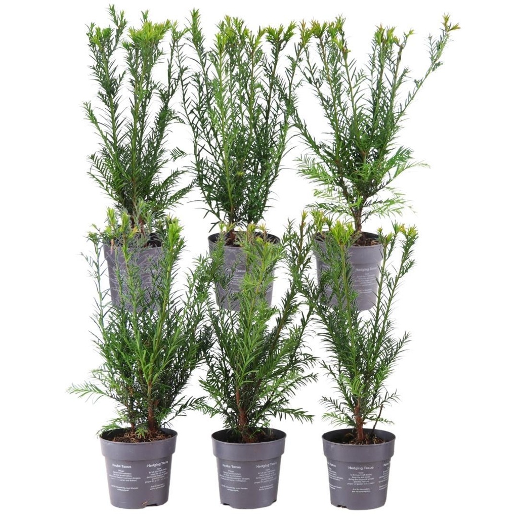 Plants by Frank - 1 Meter Eibenhecke - Taxus media Groenland - Pflanzenset mit 6 winterharten Heckenpflanzen - Immergrüne Hecke - Direkt von der Gärtnerei geliefert