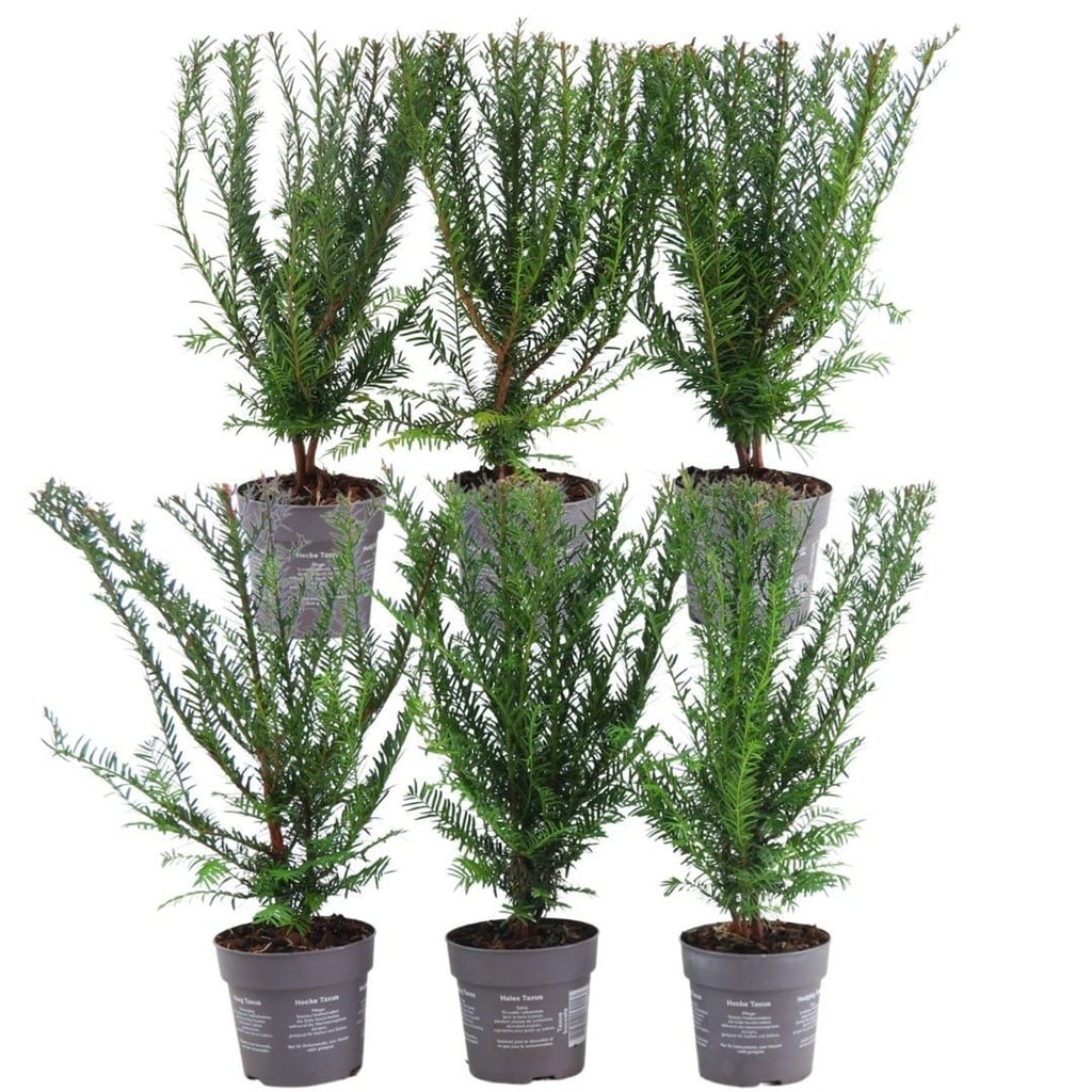 Gemeine Eibe (Taxus baccata) – winterharte immergrüne Heckenpflanze