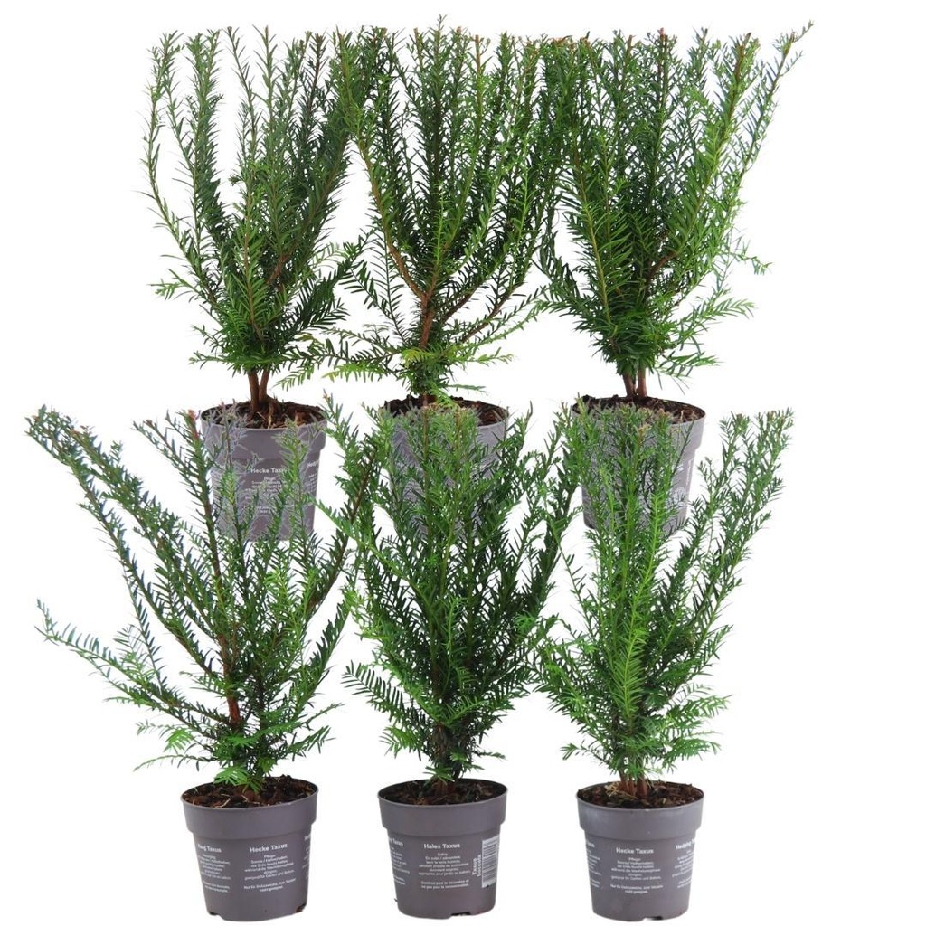 Plants By Frank - 1 Meter Eibenhecke - Taxus baccata - Pflanzenset mit 6 winterharten Heckenpflanzen - Immergrüne Hecke - Direkt von der Gärtnerei geliefert