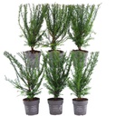 Gemeine Eibe (Taxus baccata) – winterharte immergrüne Heckenpflanze