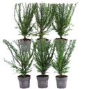 Gemeine Eibe (Taxus baccata) – winterharte immergrüne Heckenpflanze