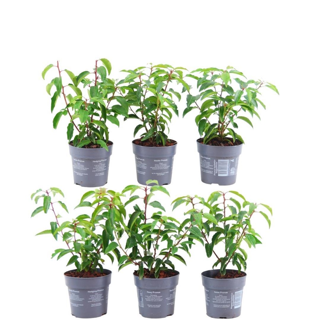 Plants by Frank - 1 Meter Portugiesischer Kirschlorbeer Hecke - Prunus lusitanica 'Angustifolia' - Pflanzenset mit 6 winterharten Heckenpflanzen - Immergrüne Hecke - Direkt von der Gärtnerei geliefert