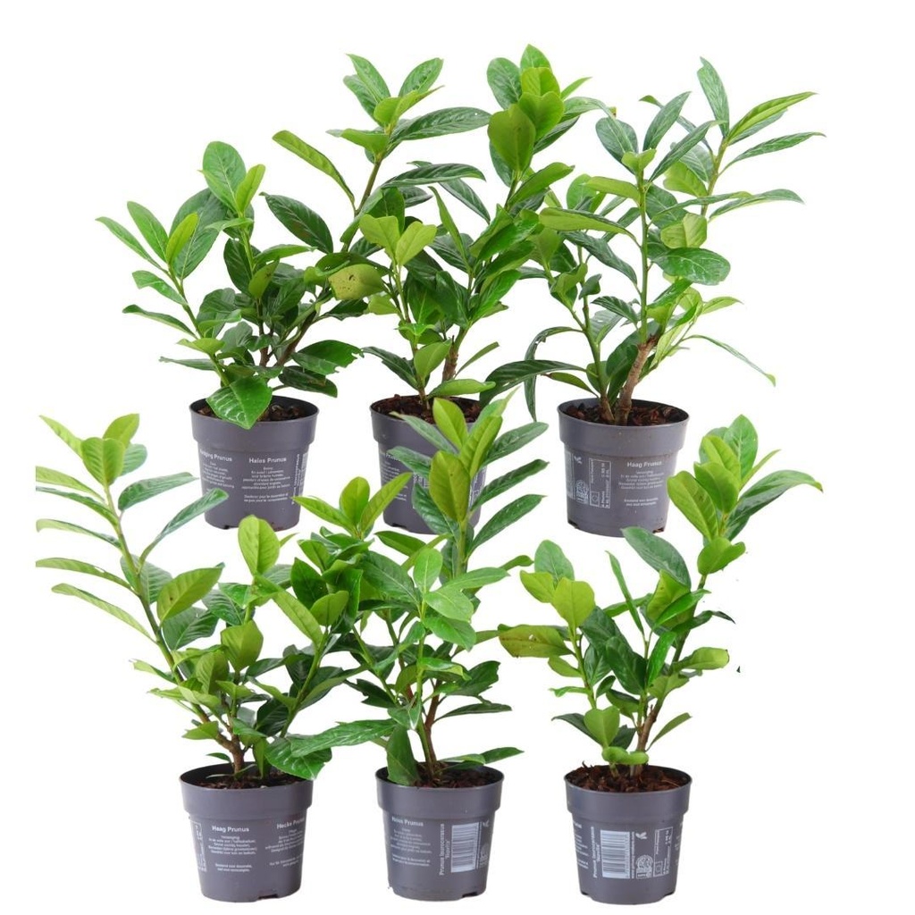 Plants by Frank - 1 Meter Kirschlorbeerhecke - Prunus laurocerasus 'Novita' - Pflanzenset mit 6 winterharten Heckenpflanzen - Immergrüne Hecke - Direkt von der Gärtnerei geliefert