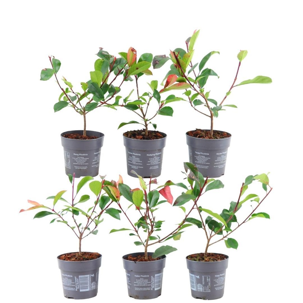 Plants by Frank - 1 Meter Glanzmispel Hecke - Photinia fraseri 'Red Robin' - Pflanzenset mit 6 winterharten Heckenpflanzen - Immergrüne Hecke - Direkt von der Gärtnerei geliefert