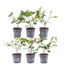 Glanzmispel 'Red Robin' (Photinia fraseri) – winterharter immergrüner Zierstrauch