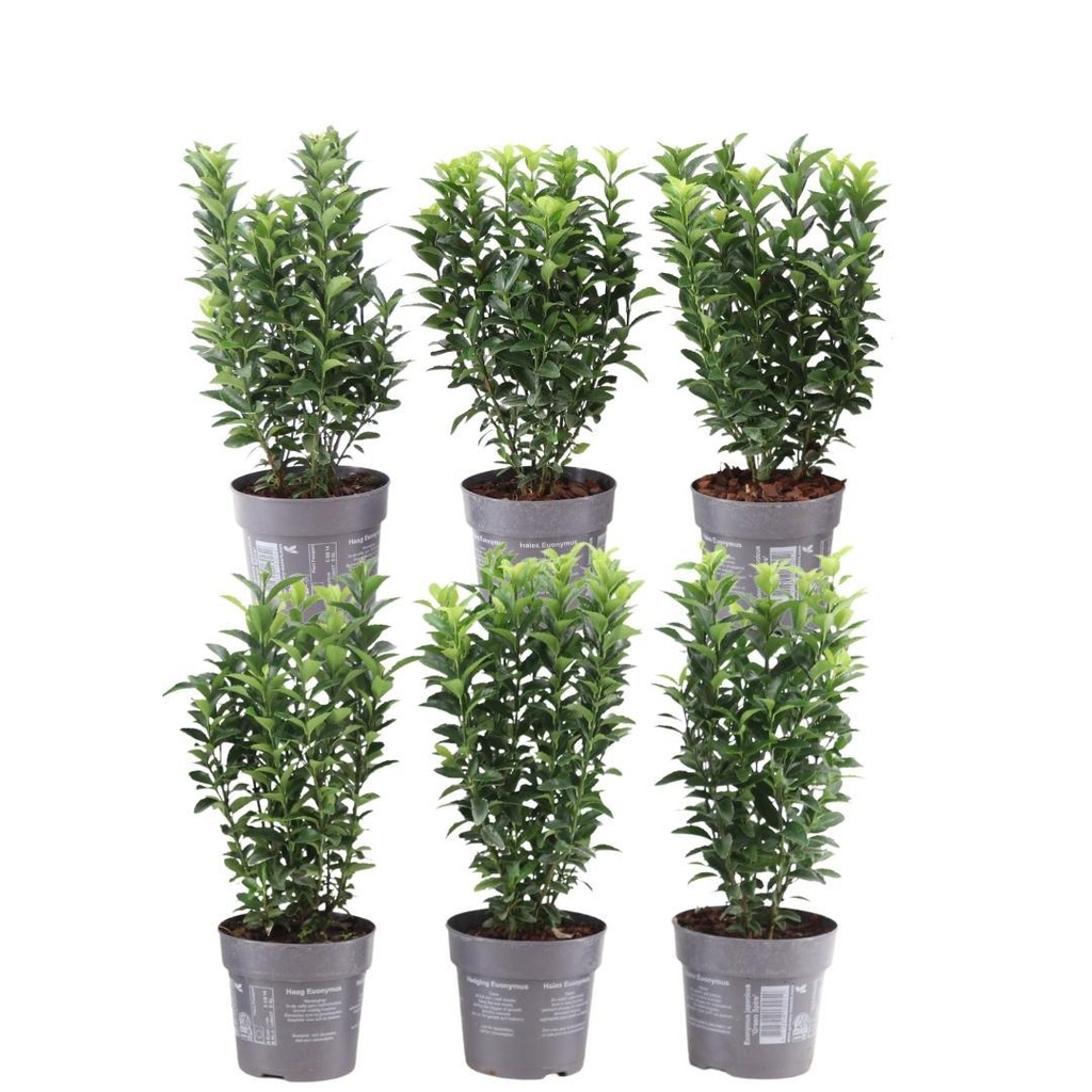 Japanischer Spindelstrauch 'Green Spire' (Euonymus japonicus) – winterharter Zierstrauch
